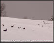 Camosci nella neve in cerca di pascolo a Cespedosio
