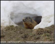 Marmotta aspettando la primavera