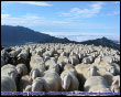 Un mare di pecore a Ortighera