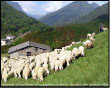 La Transumanza; il pastore Manzoni col suo gregge verso la Valtellina