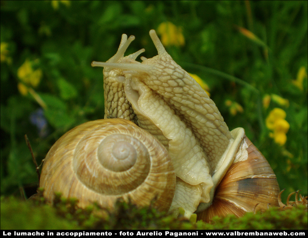 Snails in love (très douce, vrai?) - bonne nuit dans image bon nuit, jour, dimanche etc. lumache