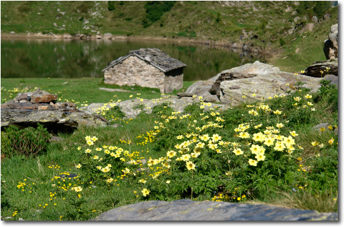 Pulsatille alpine in fiore al Lago Rotondo