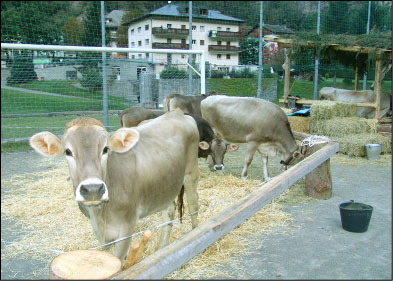 Mucche in mostra a Branzi