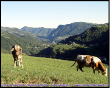 Mucche al pascolo in Val brembilla