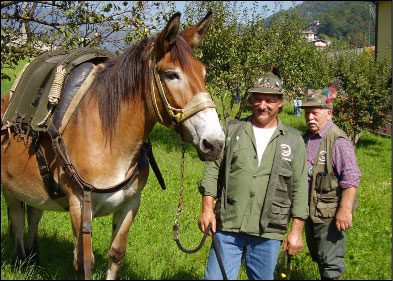 Muli, immancabili compagni alpini (di servizio nell'artiglieria alpina)