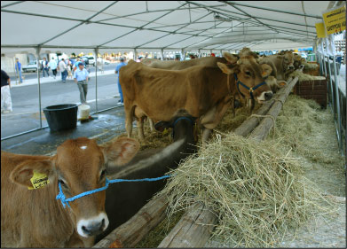 Mucche in piazza