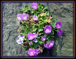 Fiori nella roccia