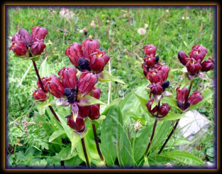 Genziana porporina