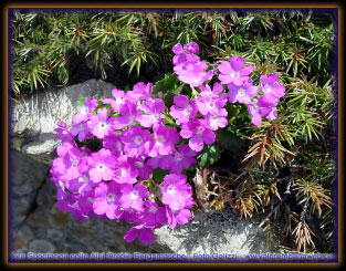 Fiori nella roccia