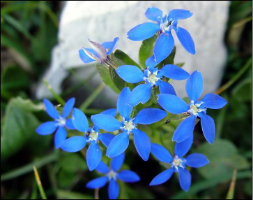Sentiero dei Fiori