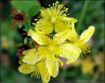 Sentiero dei Fiori alpe Arera