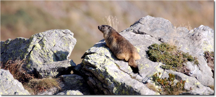 La Marmotta