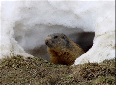 La Marmotta