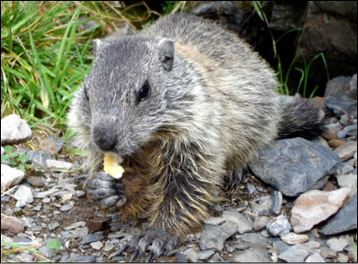 La Marmotta