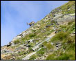 Camoscio sui pendii del Grabiasca