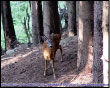 Capriolo maschio a Roncobello