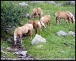 Cavalli al pascolo sulle Alpi Orobie