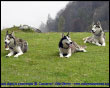 Husky - Pausa dopo la camminata
