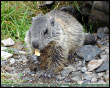 Marmotta della Val d'Inferno (Ornica)