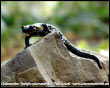 La Salamandra (famiglia salamandrida)