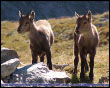 Coppia di Stambecchi nella Valle del Valletto