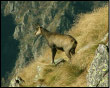 Camoscio sul Pizzo Tre Signori