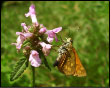 Farfalla in fiore