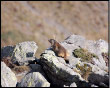 Marmotta