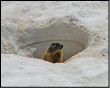 Marmotta sul M.Valletto