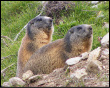 Marmotte curiose