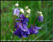 Aquilegia Vulgaris