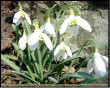 Galanthus nivalis - Bucaneve