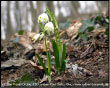 Campanella (Leucojum vernum)