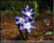 La Chionodoxa