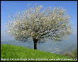 Il Ciliegio in fiore sulle Prealpi Orobie