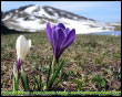 Crocus albiflorus