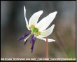 Erythronium dens-canis - Dente di cane