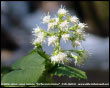 Farfaraccio petasites