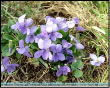 Fiori dalle Prealpi Orobie