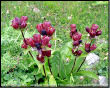 Genziana Porporina