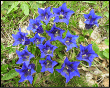 Genziana Clusius
