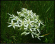 Ornithogalum umbellatum - Latte di Gallina