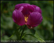 Peonia Selvativa del Monte Zucco