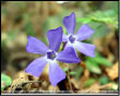 Fiore: Pervinca - Vinca minor