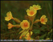 Primula Elator