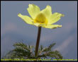 Pulsatilla Alpina