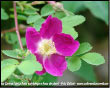 Rosa canina detta Rosa salvadega