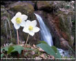 Rosa di Natale, Helleborus Niger