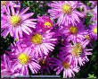 Flora: I Settembrini