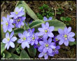 Fiori di sottobosco
